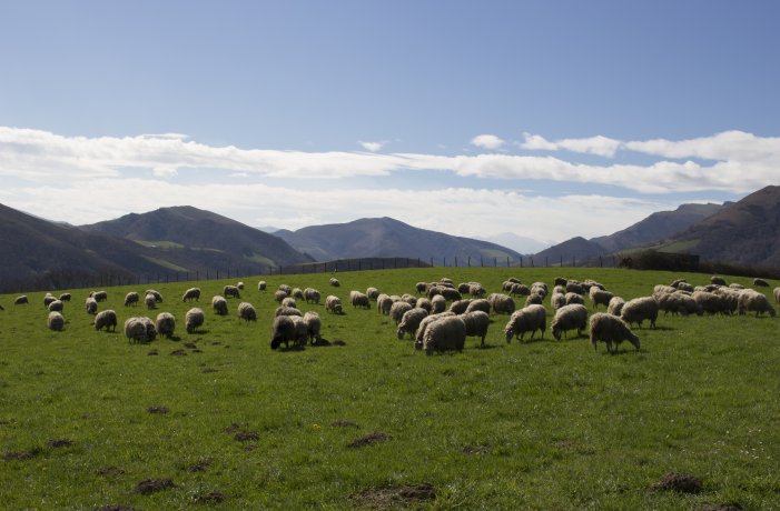 Carpathians Unite: Sheep Herding Revival