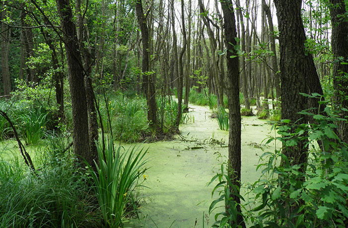 Kampinoskie Bagna: Ochrona i renaturyzacja mokradeł obszaru Natura 2000 Puszcza Kampinoska